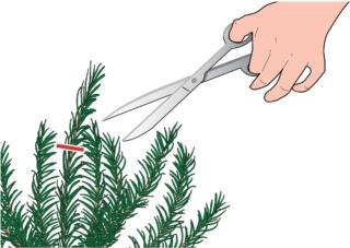 I rametti di rosmarino possono essere raccolti tutto l'anno. Necessario sempre tagliare I rametti di rosmarino possono essere raccolti tutto l'anno. Necessario sempre tagliare