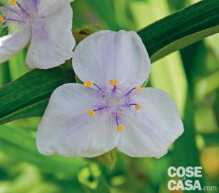 Esemplare di tradescantia andersoniana ‘Osprey’. Esemplare di tradescantia andersoniana ‘Osprey’.