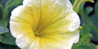 Petunia hybrida ‘Yellow Surprise’  
