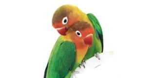 Agapornis, i pappagallini inseparabili