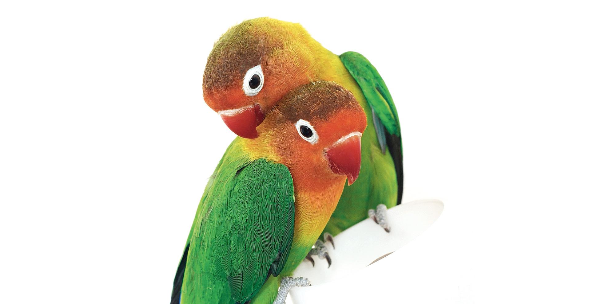 Agapornis, i pappagallini inseparabili - Cose di Casa