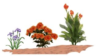 aiuola in un terreno umido aiuola in un terreno umido