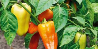 Coltivare i peperoni e ricette