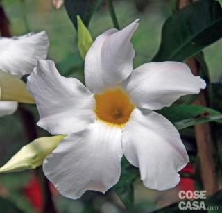 sundevilla-cosmos-white sundevilla-cosmos-white