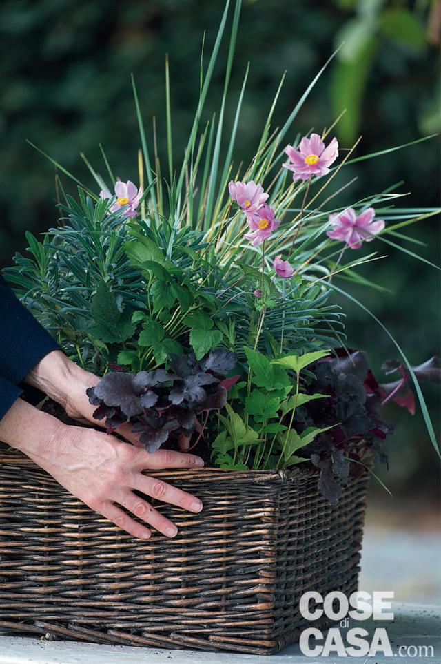 Estrarre dal vaso cinque Heuchera e inserirle nella composizione Estrarre dal vaso cinque Heuchera e inserirle nella composizione