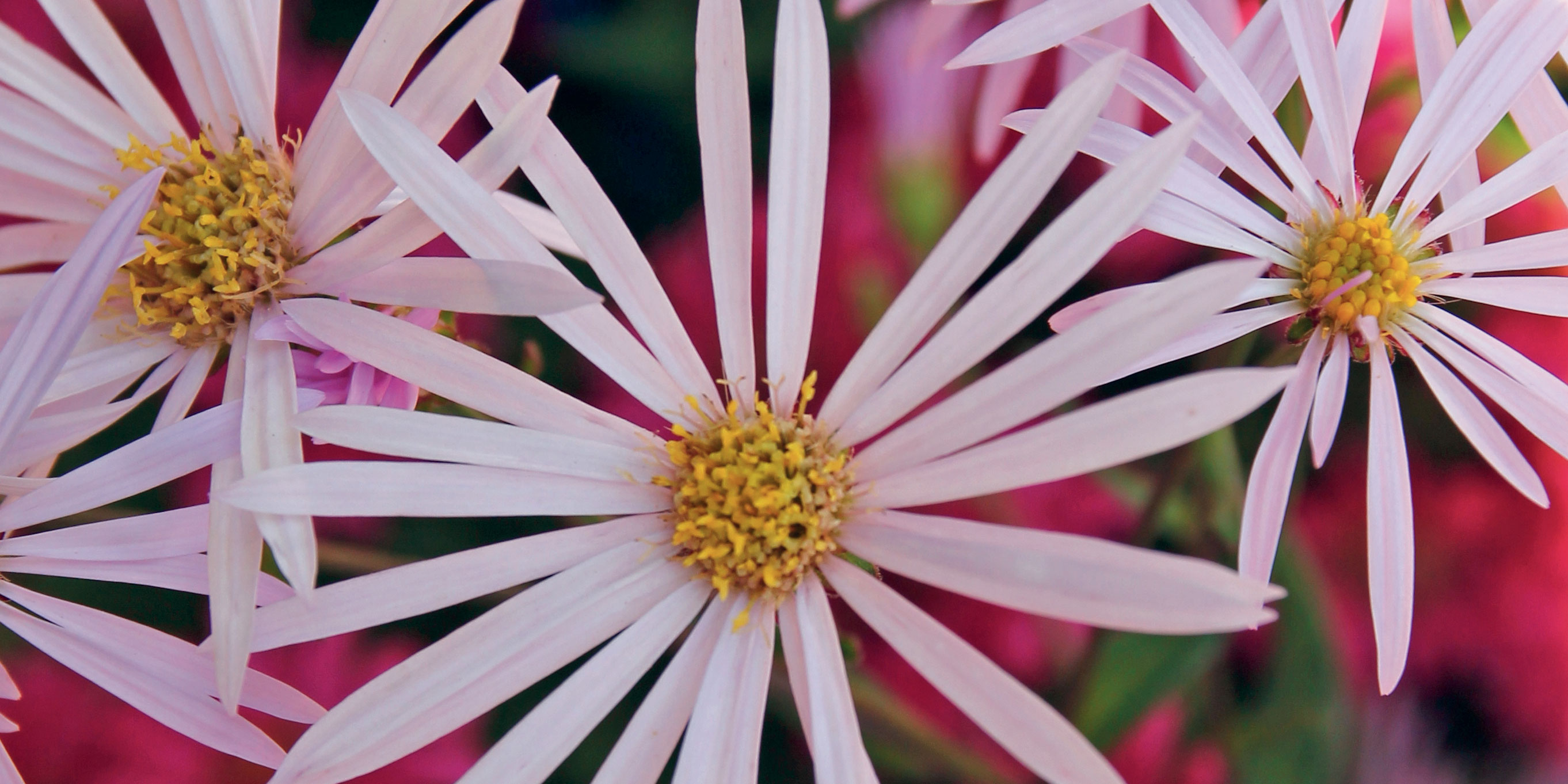 Aster a fiore color lilla