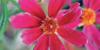 Coreopsis rosea Bloomsation® ‘Dragon’
