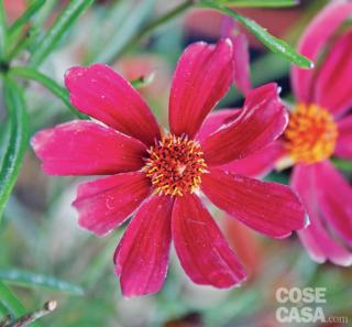Coreopsis varietà rosea dragon