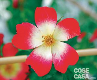 Rosa Cocktail Rosa Cocktail