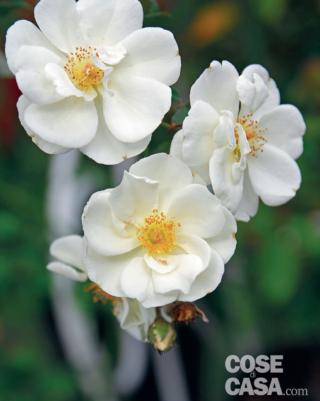 Rosa Daybreak Rosa Daybreak