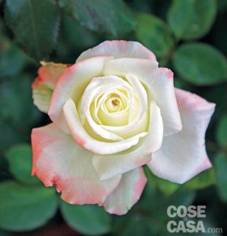 Rosa "Imperatrice Farah". Rosa "Imperatrice Farah".