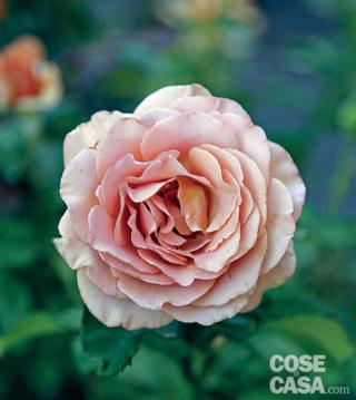 Rosa "Mokarosa®", dal particolare e unico colore rosa caffè-latte. Rosa "Mokarosa®", dal particolare e unico colore rosa caffè-latte.