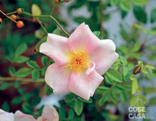 La rosa "Nevada". La rosa "Nevada".