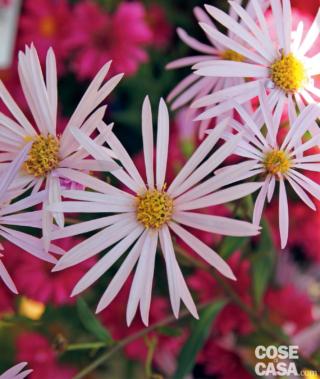 aster lutetia aster lutetia