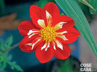 dalia-raissa-rossa dalia-raissa-rossa