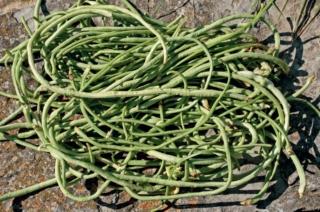 fagiolo stringa fagiolo stringa