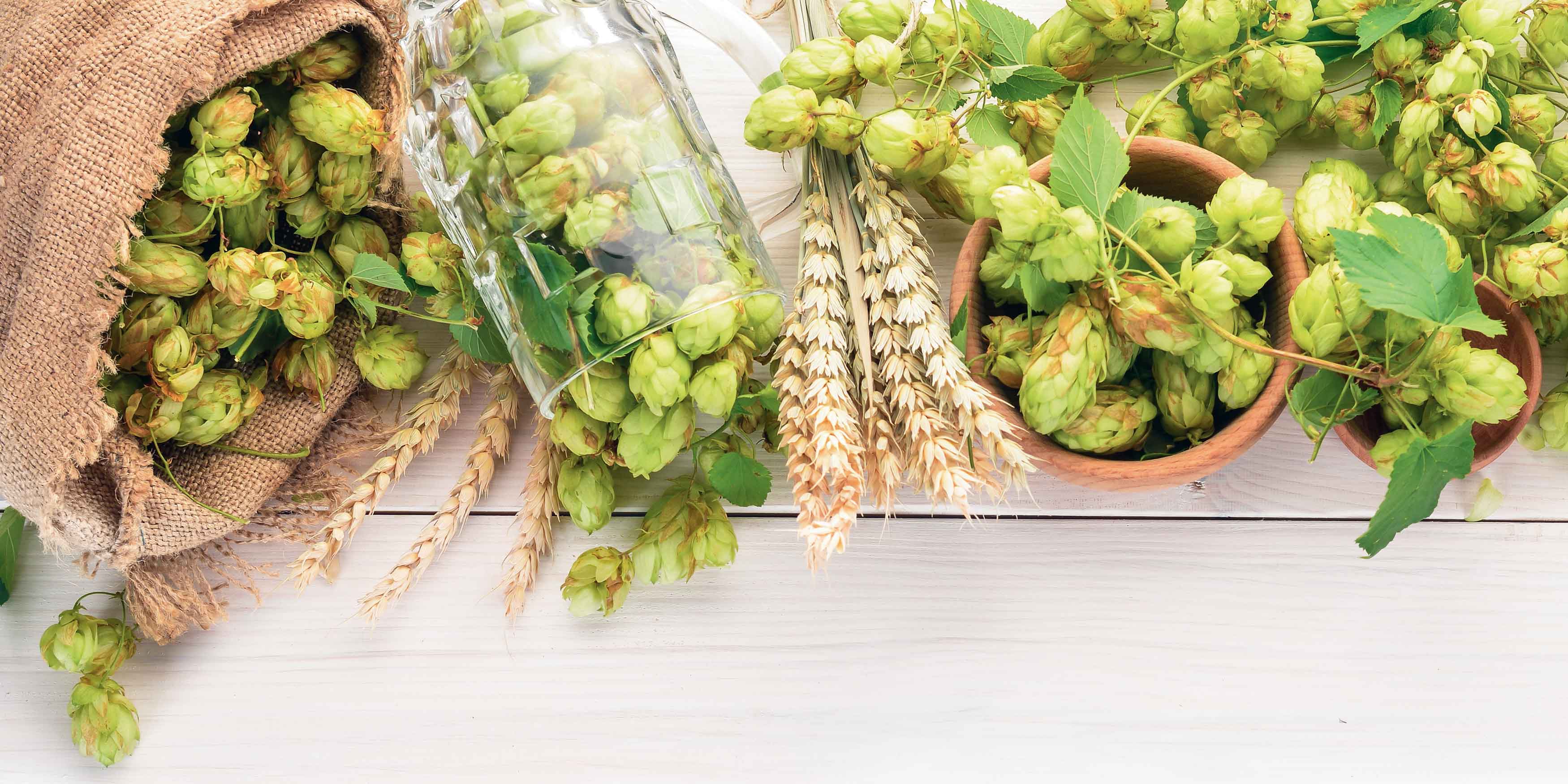 luppolo per la birra