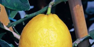 Citrus limon ‘Carrubaro’ – limone
