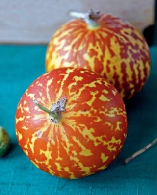 melone tigre melone tigre