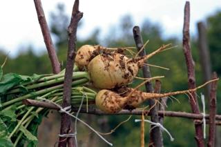 ramolaccio ramolaccio