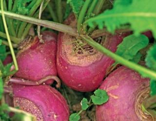 rapa milano rapa milano