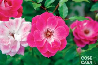 In foto, la rosa "Brilliant Pink Iceberg". In foto, la rosa "Brilliant Pink Iceberg".