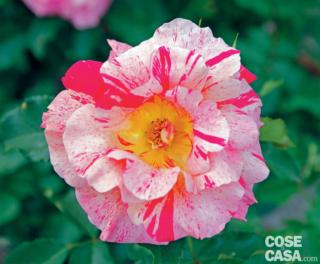 Rosa "Edgar Degas®". Rosa "Edgar Degas®".