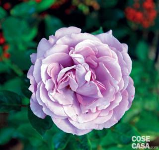 Rosa ibrida "Love song". Rosa ibrida "Love song".