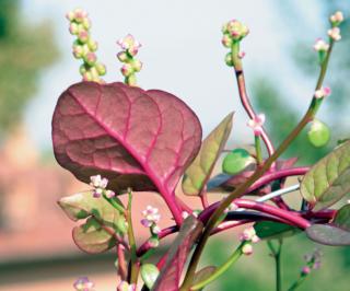 spinacio indiano spinacio indiano