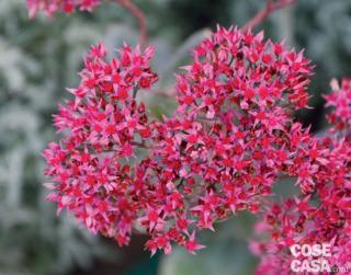 Sedum telephium Thunderhead Sedum telephium Thunderhead