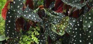 begonia maculata