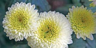 Chrysanthemum ‘Feeling White’  – crisantemo bianco
