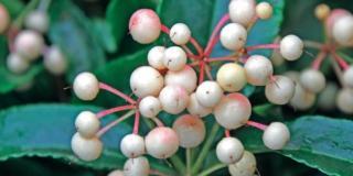 Ardisia crenata ‘Bospremium White’