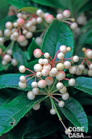 Ardisia bospremium, varietà a bacche bianche. Ardisia bospremium, varietà a bacche bianche.