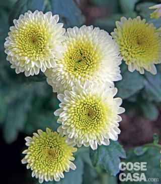 Crisantemo varietà "Feeling White".