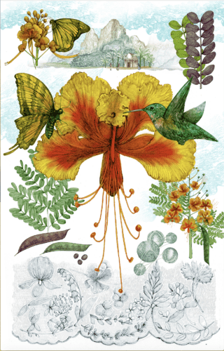 fiore del pavone fiore del pavone