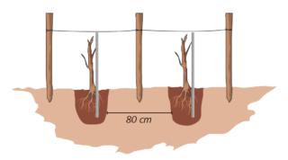 messa a dimora messa a dimora