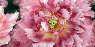 Un tulipano originale, rosa, con petali elaborati