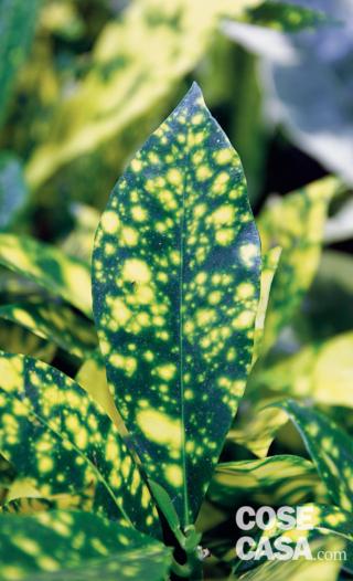 Codiaeum