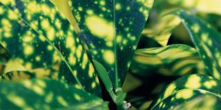 Codiaeum variegatum ‘Aucubaefolia’ – Croton