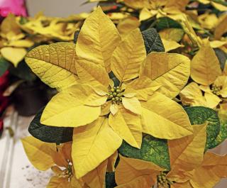 stella di natale Golden Glo stella di natale Golden Glo