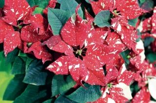 stella di natale Superba New Glitter stella di natale Superba New Glitter
