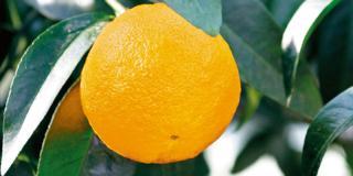 Citrus reticulata ‘Keraji’, Mandarino Keraji