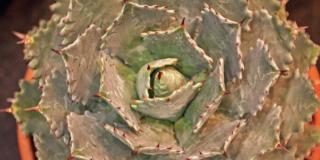 Agave potatorum ‘Verschaffeltii’