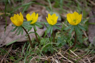 Eranthis hyemalis