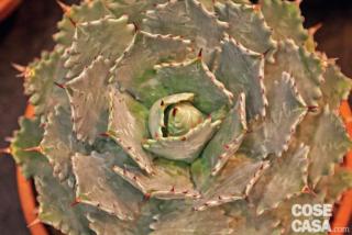agave agave