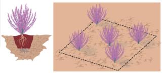 aiuole-erica aiuole-erica