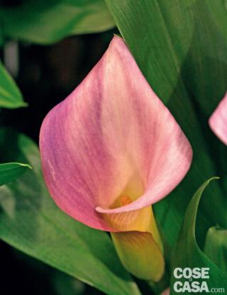 Zantedeschia aethiopica, o calla colorata rosa.