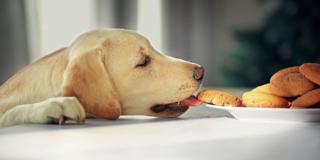 Cane: gli alimenti da evitare