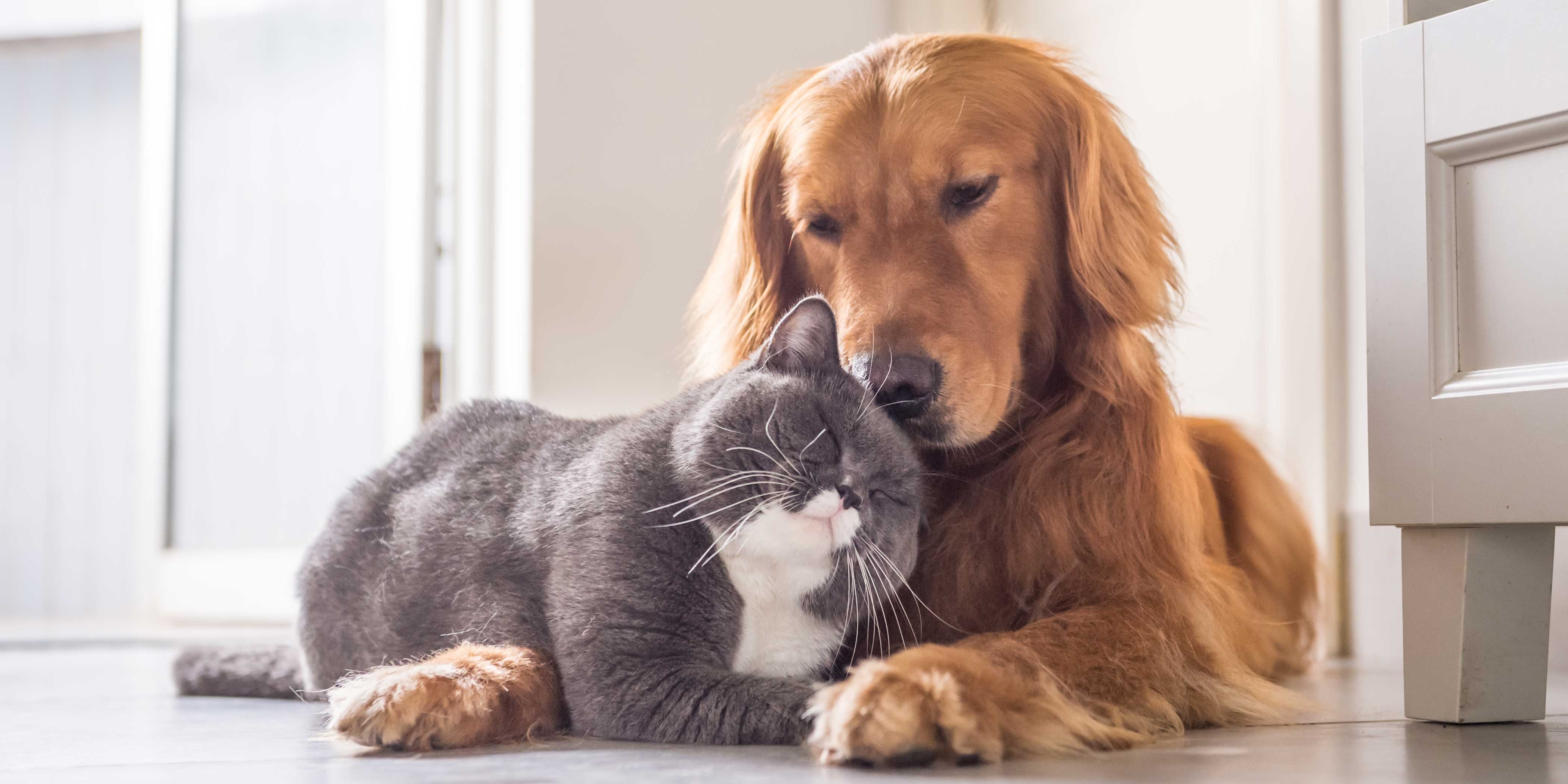 Due cani in casa: regole per una convivenza serena - Cose di Casa